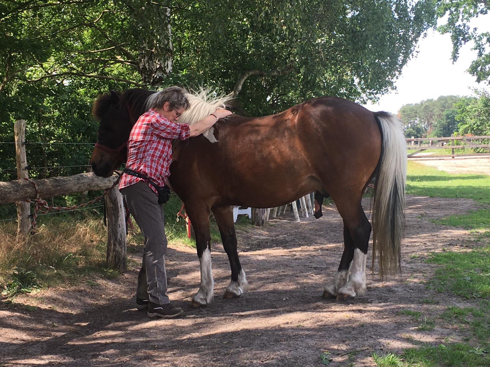 Pferdebehandlung im Freien