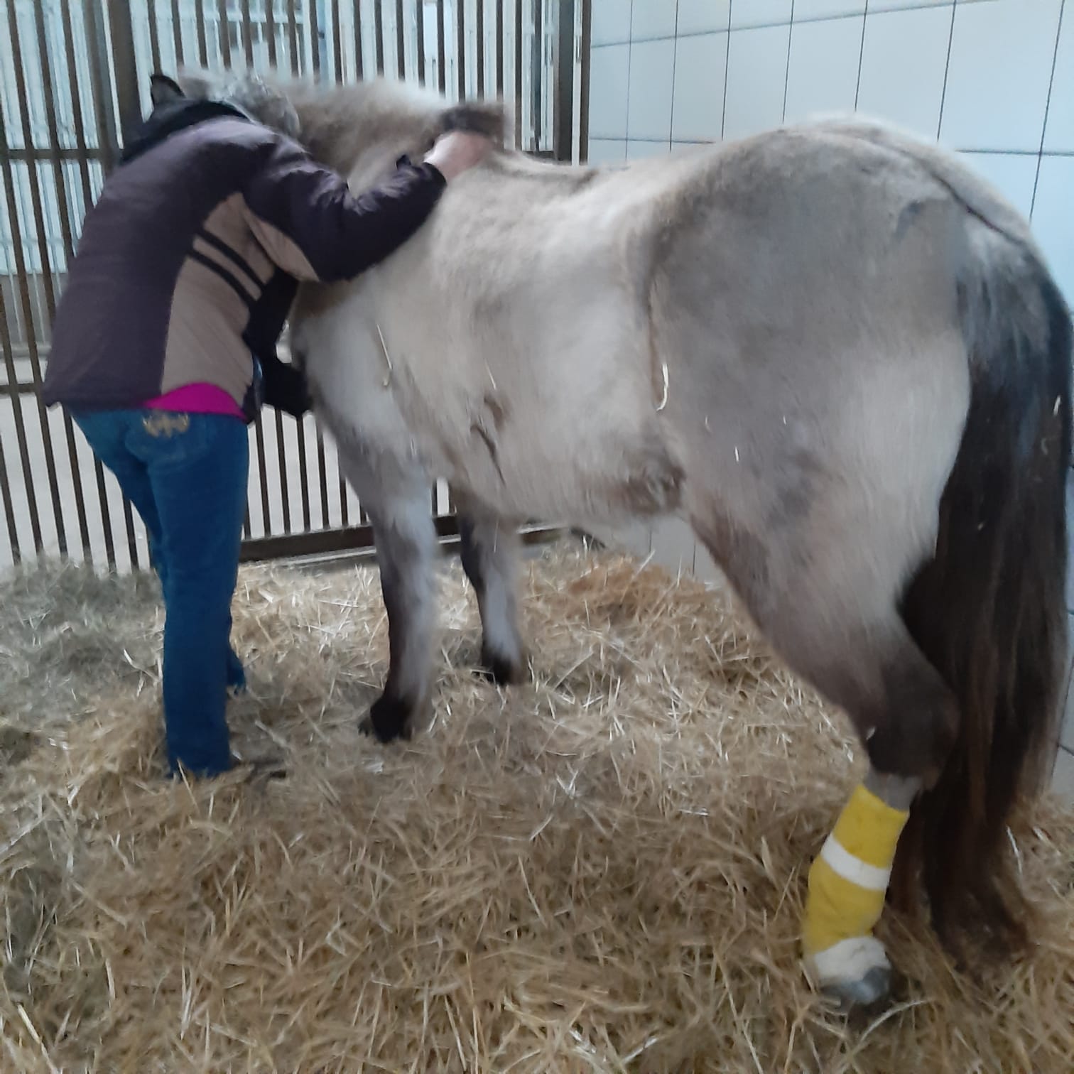 Sanfte Behandlung eines Pferdes im Stall